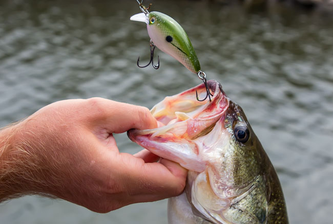 One of Tylers many bass caught in the early spring using a crankbait as described.