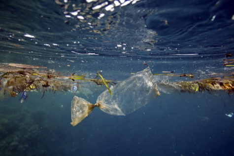 Plastic bag floating underwater at Pulau Bunaken